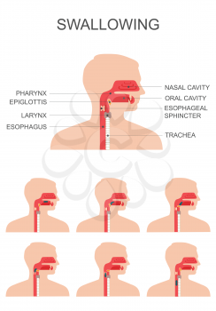 swallowing process, nose throat anatomy, medical illustration