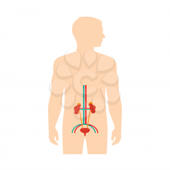 human urinary system anatomy, vector medical kidney illustration