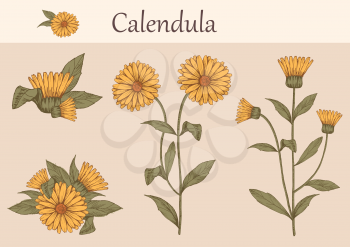 Hand-drawn image of calendula flowers with stems and leaves.botanical illustration. Healing Herbs for design Natural Cosmetics, aromatherapy, homeopathy.
