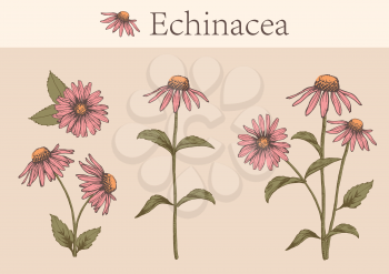 Hand-drawn image of echinacea flowers with stems and leaves.botanical illustration. Healing Herbs for design Natural Cosmetics, aromatherapy,homeopathy.