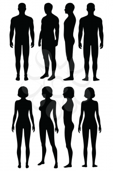 human body anatomy, front, back, side view, vector woman and man illustration,  body silhouette