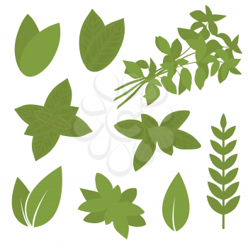 isolated herb leaf, plant illustration, bay, sage, melissa 