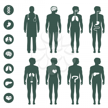 human body anatomy, vector medical organs icon