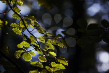 Beech leaves in the forrest hit by sunlight