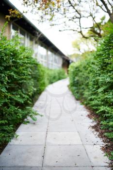 A hedge pathway to a building