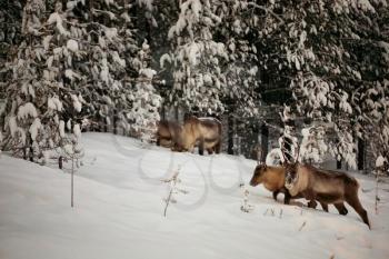 big reindeer in the wild snowy forest