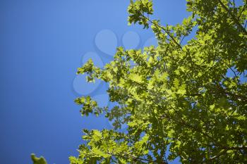 Closeup of green leaves on a tree and the bright blue sky