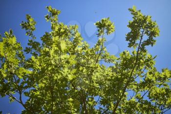 Closeup of green leaves on a tree and the bright blue sky