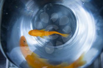 Little goldfish swimming around in bowl