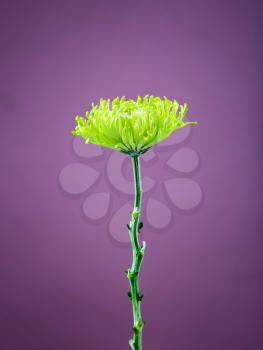 A green flower with a purple background
