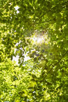 Beech leaves on a tree with sunlight coming through