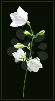 Blooming white flowers. Bell flower, sun, garden. Illustration for book, calendar, booklet, post card, cover.