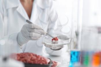 Scientist examining forcemeat in laboratory�