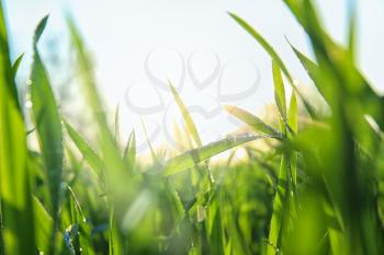 Young green wheat with dew drops on spring day, closeup�