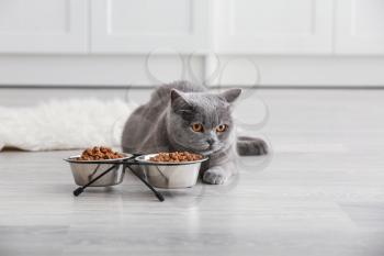 Adorable cat near bowls with food at home�