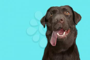 Cute funny dog on color background�