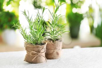 Pots with fresh rosemary on table against blurred background�