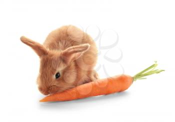 Cute fluffy bunny eating carrot on white background�