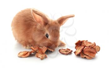 Cute fluffy bunny eating dried fruits on white background�