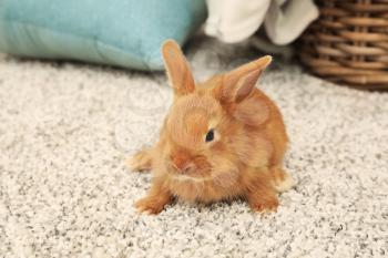 Cute fluffy bunny on floor at home�