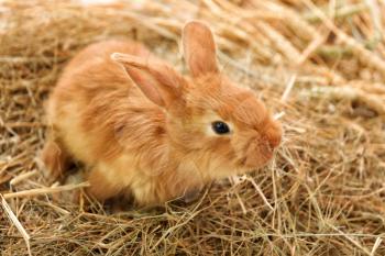 Cute fluffy bunny on straw�