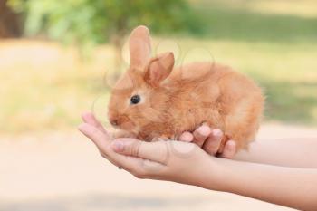 Woman holding cute fluffy bunny outdoors�