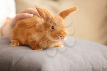 Woman stroking cute fluffy bunny at home�