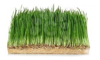 Sprouted wheat grass on white background�