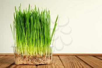 Container with sprouted wheat grass on table against white background�