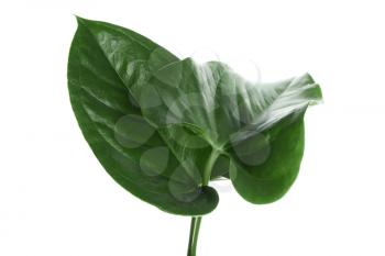Fresh tropical leaves on white background�