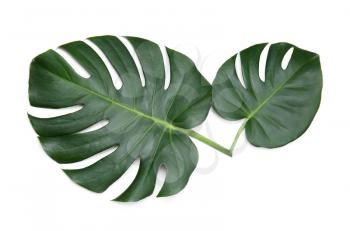 Fresh tropical monstera leaves on white background�