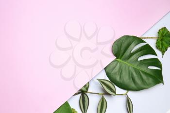 Composition with fresh tropical leaves on color background�