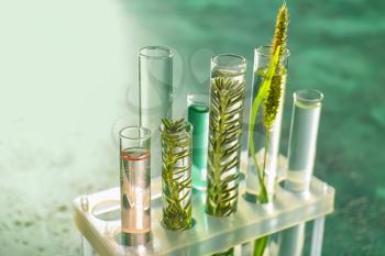 Test tubes with plants in holder on color background, closeup�