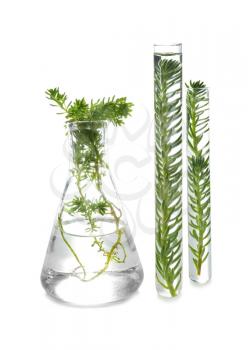 Test tubes and flask with plants on white background�