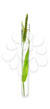 Test tube with plant on white background�