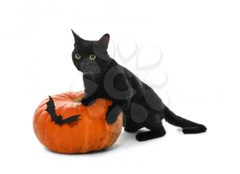 Cute black cat and Halloween pumpkin on white background�