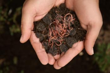 Man holding worms with soil, closeup�