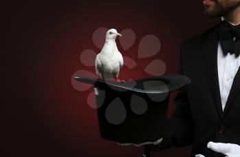 Male magician showing tricks with hat and white pigeon on dark background�