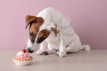 Cute funny dog eating cake near color wall�