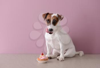 Cute funny dog with cake near color wall�