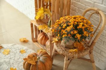 Beautiful chrysanthemum flowers with pumpkins and autumn leaves in room�
