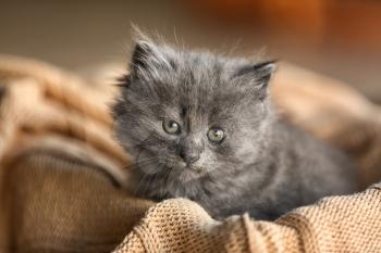 Cute little kitten on warm plaid�