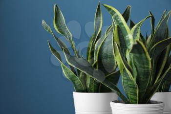 Beautiful sansevieria in flowerpots on color background�