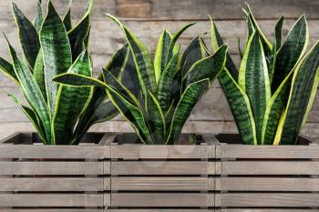 Beautiful sansevieria in wooden boxes�