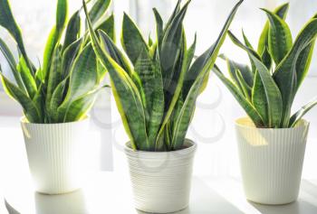 Decorative sansevieria plants on white table�