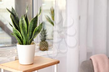 Decorative sansevieria plant on wooden table in room�