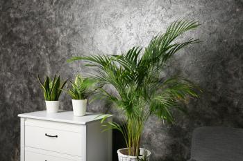 Decorative Areca palm in room near grunge wall�