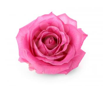 Beautiful pink rose on white background�