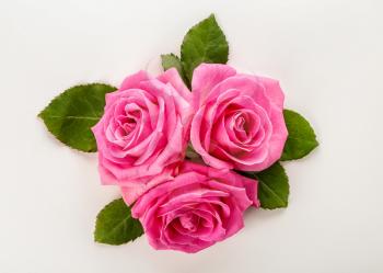 Beautiful pink roses on white background�