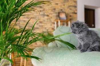 Cute little kitten near Areca palm at home�